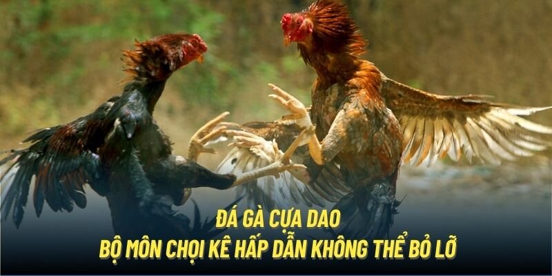 Đá gà cựa dao bộ môn chọi kê hấp dẫn không thể bỏ lỡ 